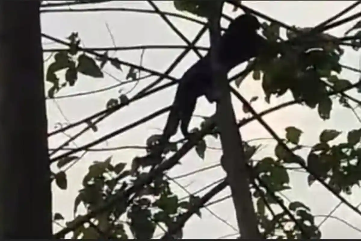 Dalam Sepekan, 3 Macan Kumbang dari Gunung Kareumbi Sumedang Teror Warga dan Mangsa 17 Ekor Ayam