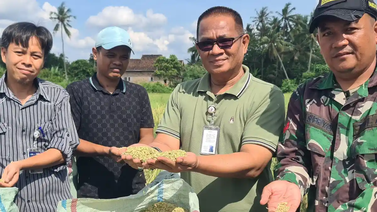 Tinjau Penyerapan Gabah di OKU Timur, Bulog Sumsel dan Babel Tegaskan GKP Rp 6500 Per Kilogram