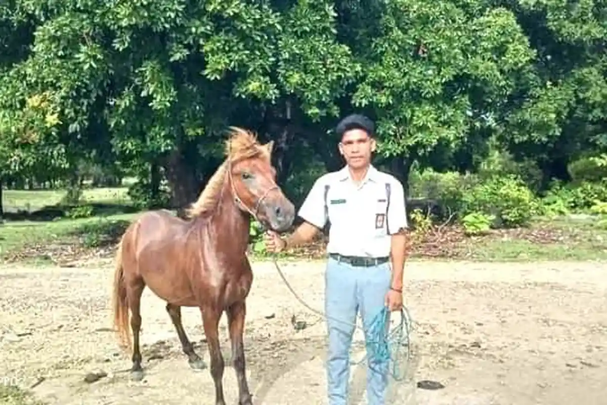 Rio Jonathan Menunggang Kuda ke Sekolah 8 Km dan SMA di Kupang Mulai Pelajaran Pukul 05.00