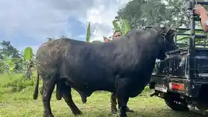 Sapi-Kurban-Presiden-di-BS-2026.jpg