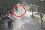 Terekam CCTV, Kakao Warga Dijemur di Pinggir Jalan Pasangkayu Dicuri, Pelaku Minta Mediasi