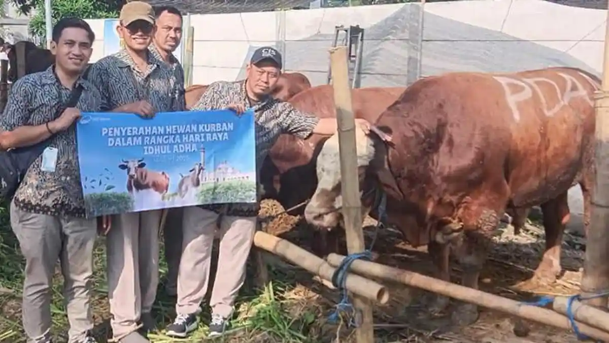 PAM Surya Sembada Surabaya Salurkan 14 Sapi Untuk Idul Adha, Percayakan Pemotongan ke RPH