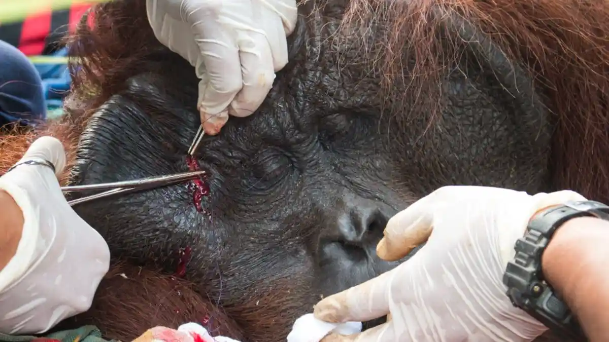 IAR-BKSDA Kerjasama Translokasi Orangutan di Riam Berasap Dari Lokasi Warga