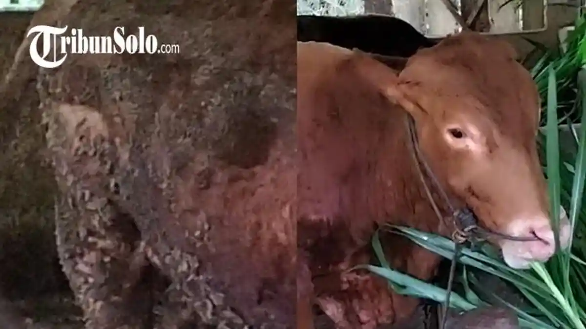 Curhat Penjual Sapi di Boyolali : Virus LSD Mengganas, Berharap Pasar Tak Ditutup Lagi Layaknya PMK