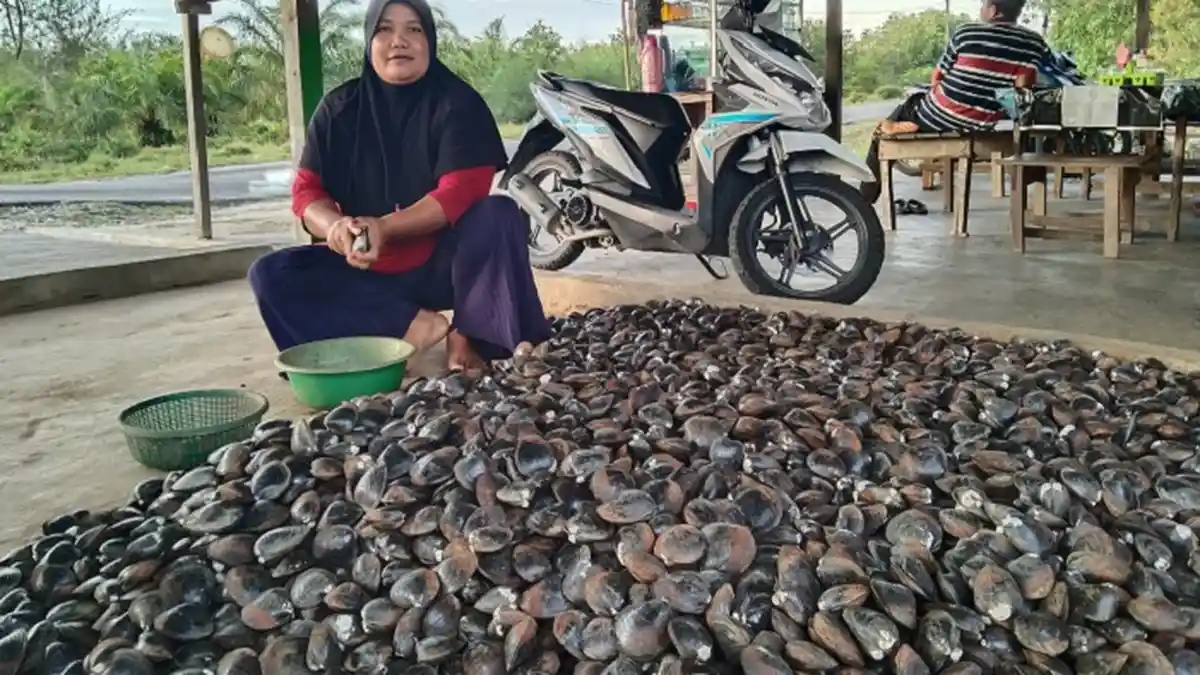 Lokan Sarang Buaya Aceh Singkil Sepi Pembeli
