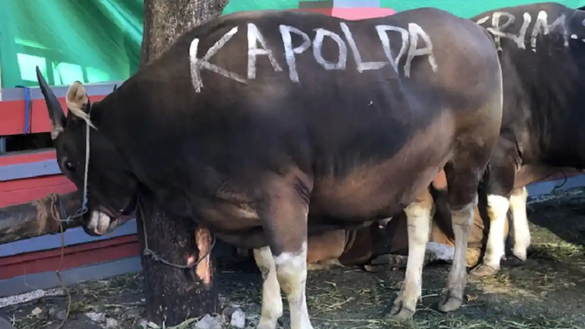 Arti Mimpi Lihat Sapi Melahirkan, Pertanda Anda Samgat Ingin Membangun Sebuah Keluarga