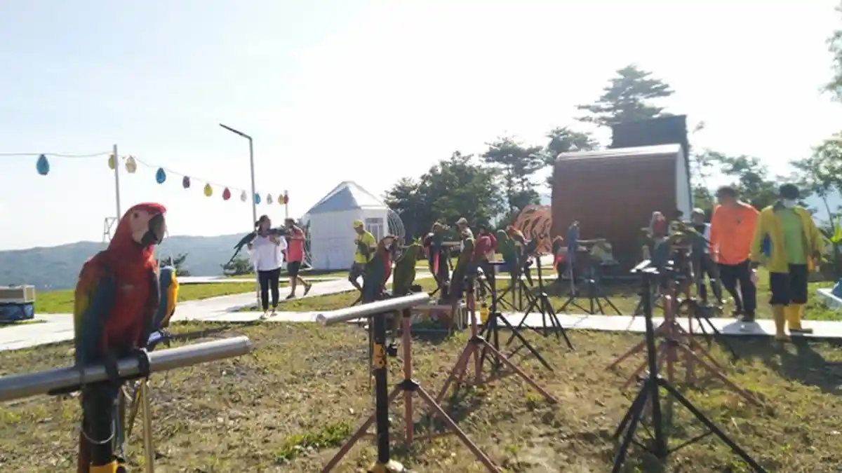 Puluhan Burung Macaw Diterbangkan dari Pucuk Omahe Opa Kendal