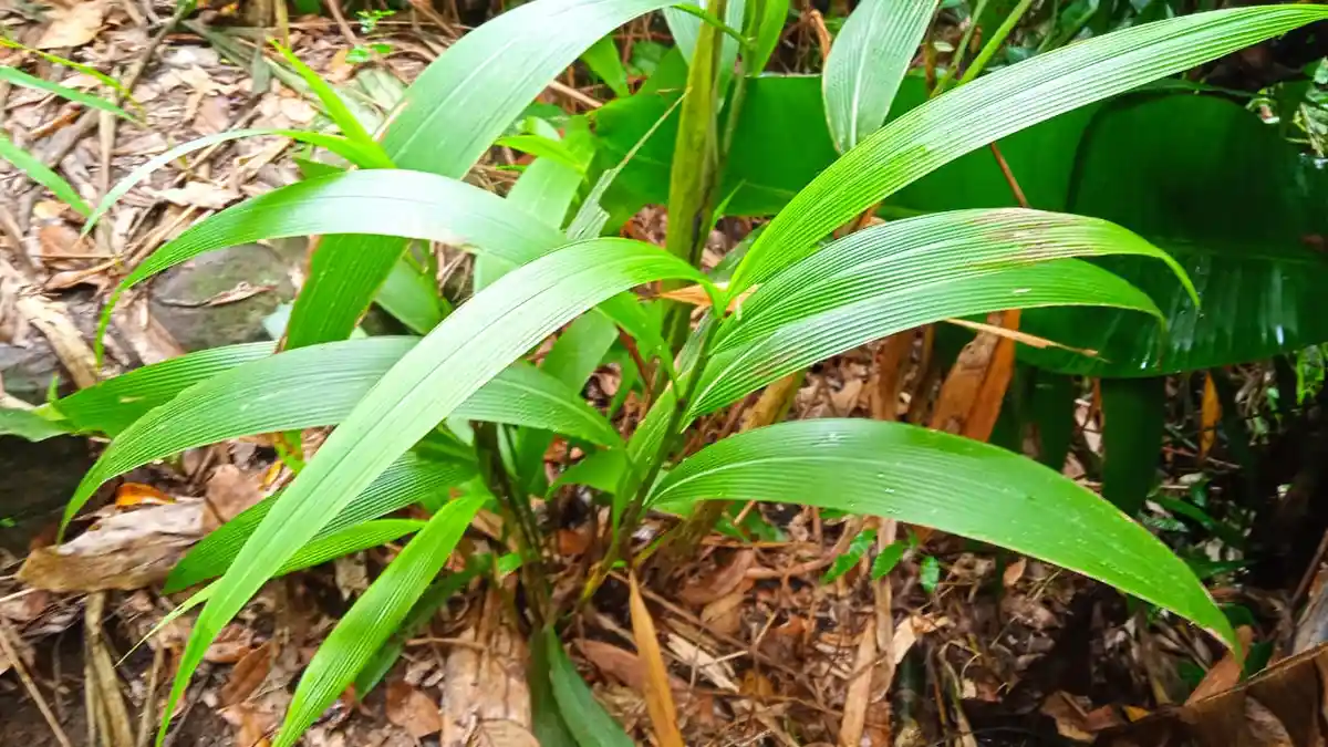 Lintabung, Rumput Berkhasiat Untuk Antikanker Hingga Kontrasepsi Alami