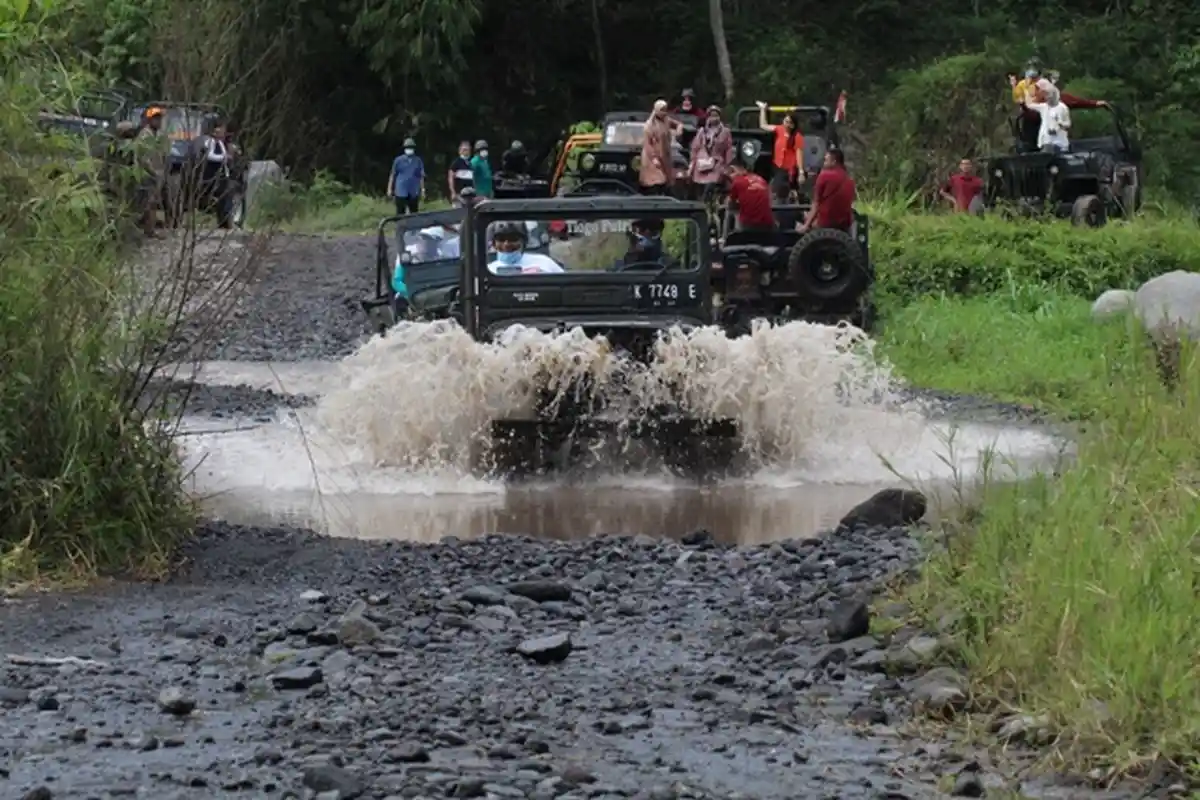 Sopir Jip Wisata Merapi Beralih Jadi Peternak dan Petani Efek Larangan Study Tour