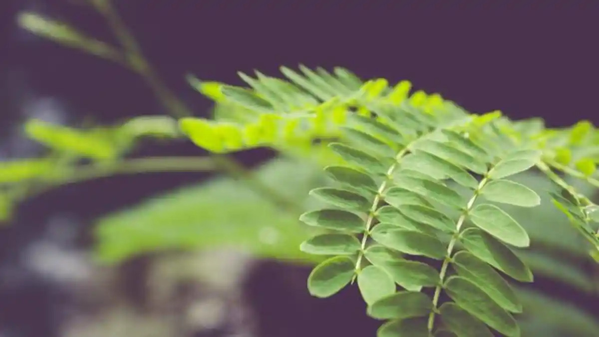 10 Manfaat Daun Kelor bagi Kesehatan, Bagus untuk Cegah Stunting, Simak Tips Mengolahnya