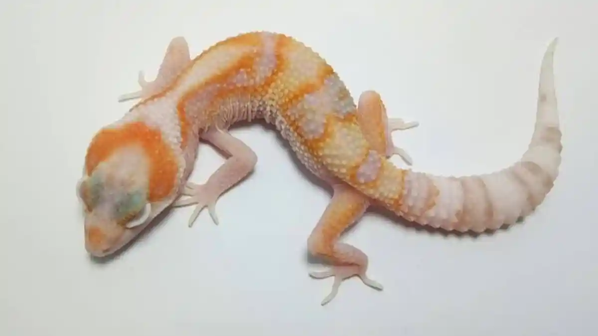 Mengenal Ciri-ciri Morph White & Yellow Leopard Gecko, Reptil yang Mudah dan Aman Dipelihara