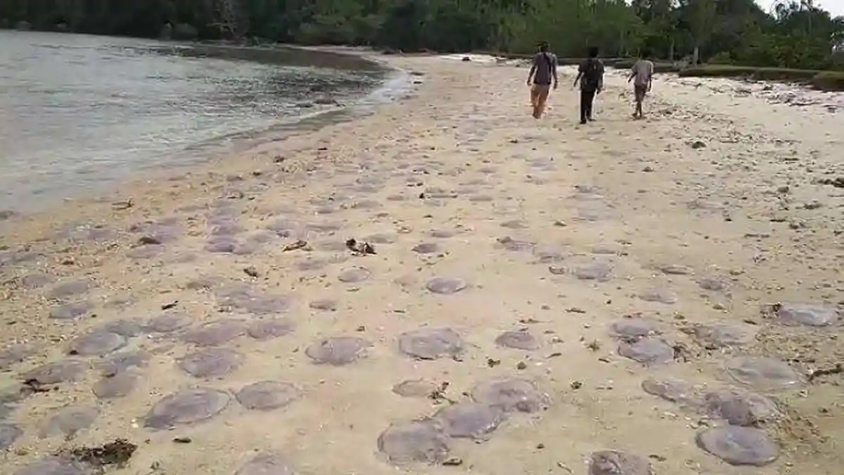 Kata Ahli soal Fenomena Alam Ribuan Ubur-ubur Terdampar di Pantai Pesisir Selatan