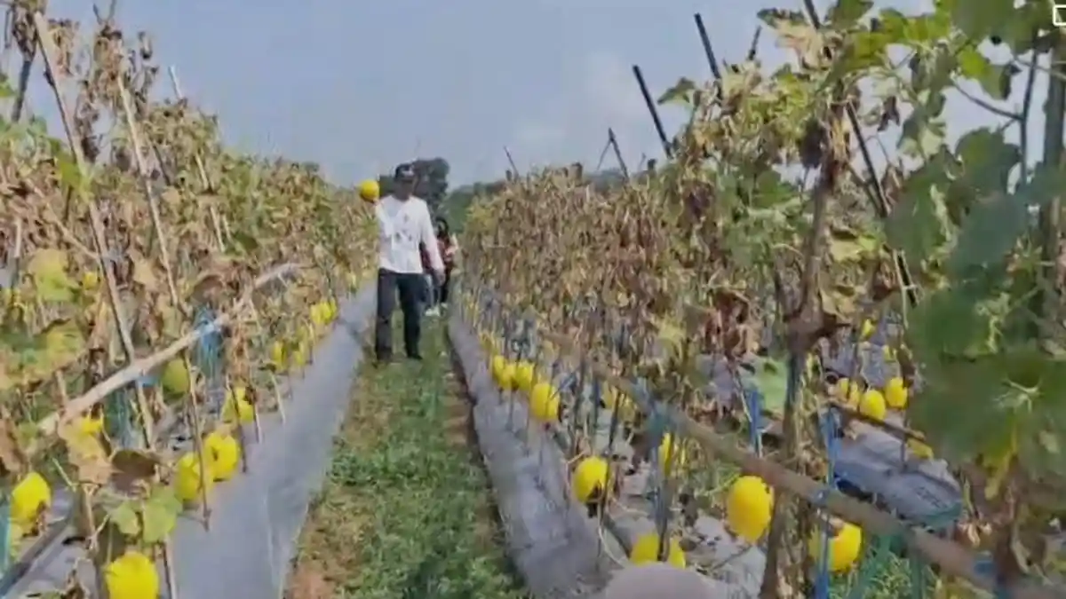 Jadi Magnet Wisatawan, Kebun Melon Golden Cileles Lebak Ramai Dikunjungi Warga Luar Daerah