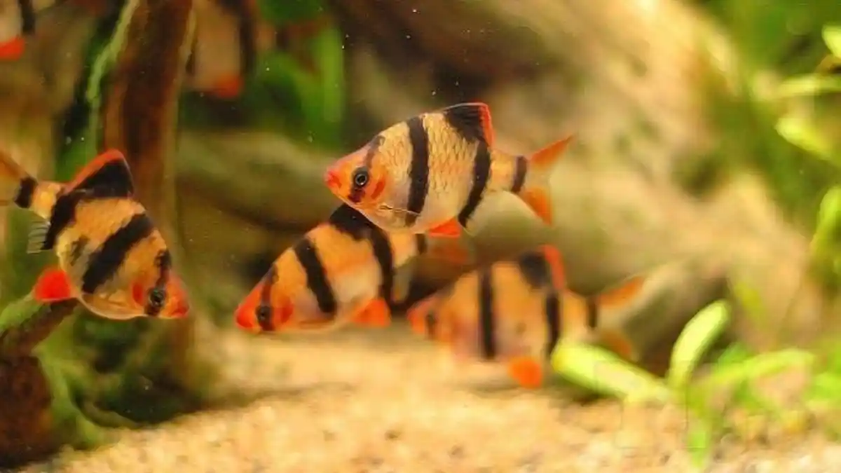 5 Jenis Ikan Hias Asli Indonesia yang Populer di Dunia, Satu di Antaranya Punya Harga Jual Tinggi