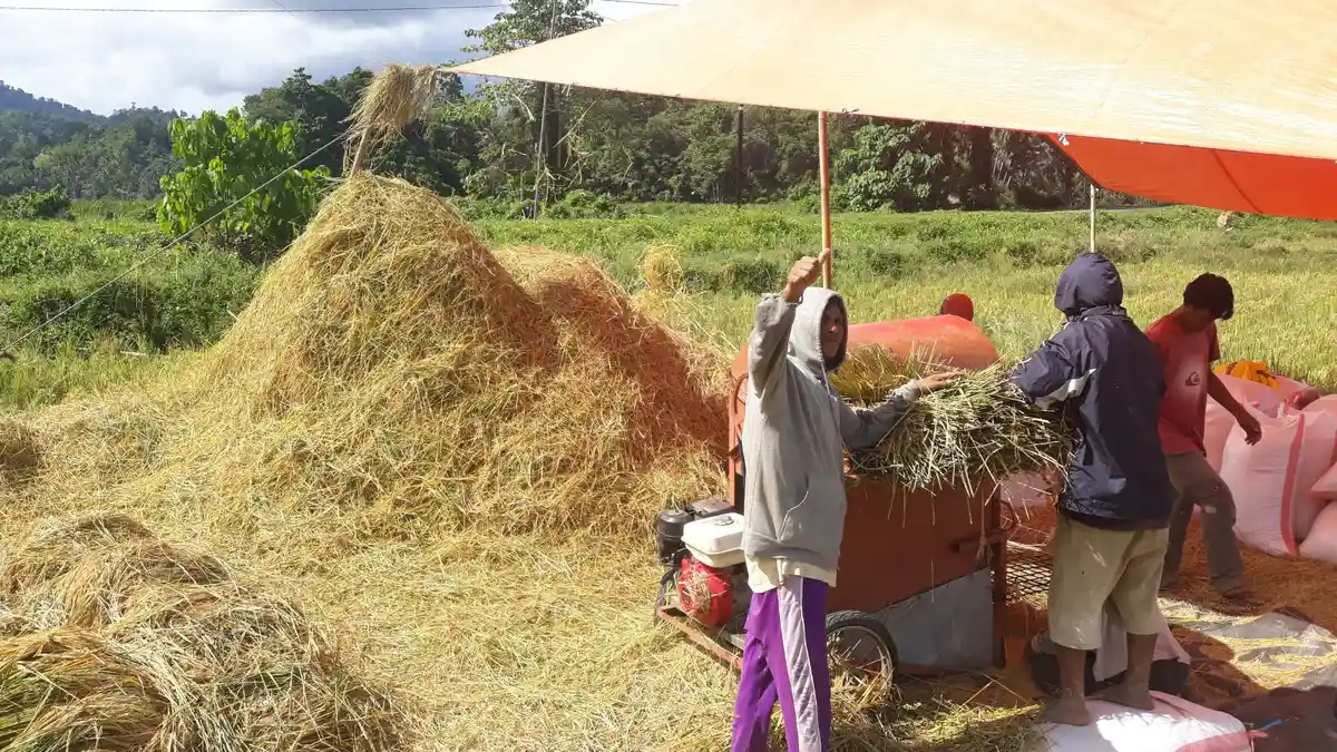 Pandemi Covid-19, Daya Beli Petani Sulut Membaik, NTP Bulan November 100,76