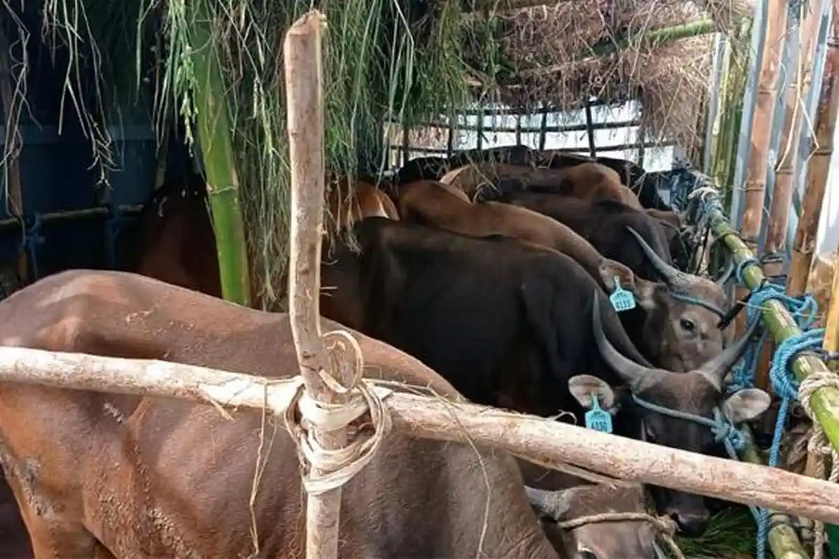 Cegah Tertular PMK, Sapi Asal Kupang Tidak Diturunkan di Tanjung Perak