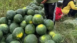 Keuchik-Subulussalam-Timur-Wahda-menunjukan-semangka-hasil-panen.jpg