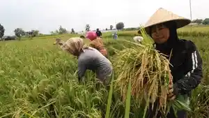 ilustrasi-petani-sedang-memanen-padi.jpg