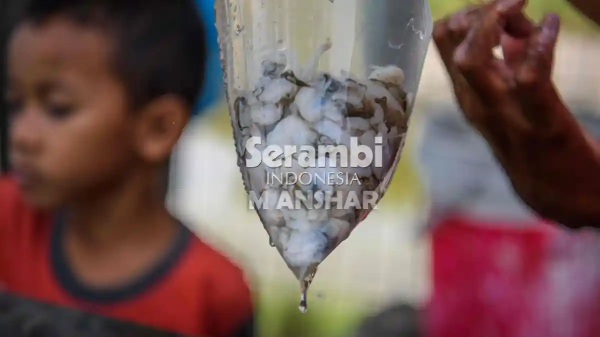 Nestapa Petani Tiram di Aceh Besar,  Nyelam Berjam-jam Demi Hasil yang tak Seberapa