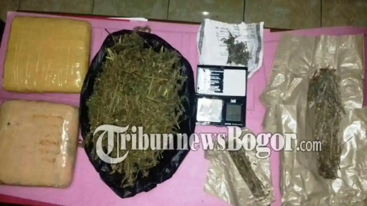 Hasil Penelitian Menunjukkan Ganja Memiliki Manfaat Positif, Pakar Saraf Ini Membuktikannya