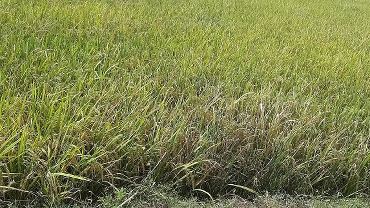 Benih Padi tak Tumbuh Maksimal & Rumpunnya Kecil, Petani Merasa Tertipu, Begini Penjelasan Distanpan