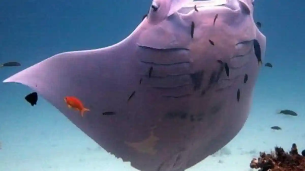 Ikan Pari Berwarna Pink Bikin Heboh
