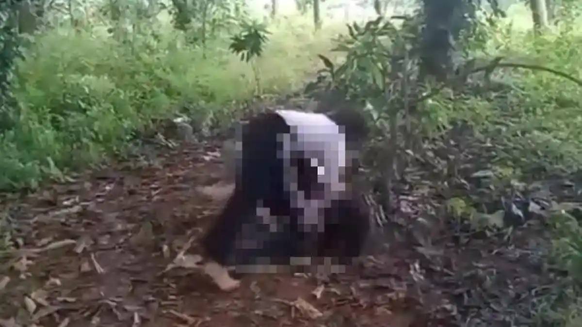 2 Pelaku Bully Murid SD di Depok Ditahan Polisi, Ini Peran Keduanya