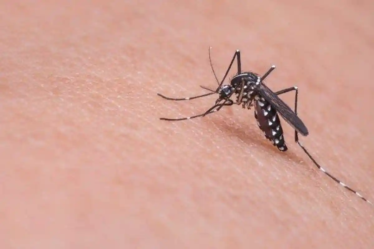 Ada 36 Kasus DBD Di Kota Batu, 1 Balita Meninggal Karena Dengue Shock Syndrome