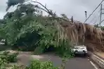 BREAKING NEWS Pohon Beringin Raksasa Tumbang Diterjang Angin Kencang di Depan Kantor Bupati Batang