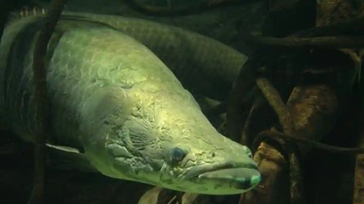 Heboh, Warga Temukan Ikan Raksasa Asli Sungai Amazon di Sidoarjo, Ternyata Termasuk Predator
