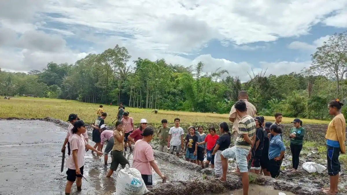 Mahasiswa Agroteknologi STIPER Flores Bajawa Tanam Padi di Persawahan Ogi