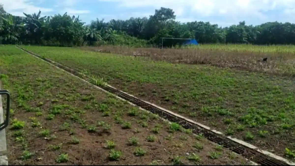 Ekonomi Warga Terhimpit Kala Pandemi Covid-19, Lapangan Sepak Bola di Berau Ditanami Pohon Jagung