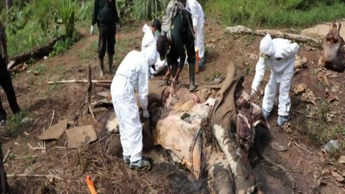 Miris! Gajah Betina Ditemukan Mati Mengenaskan di Bengkulu