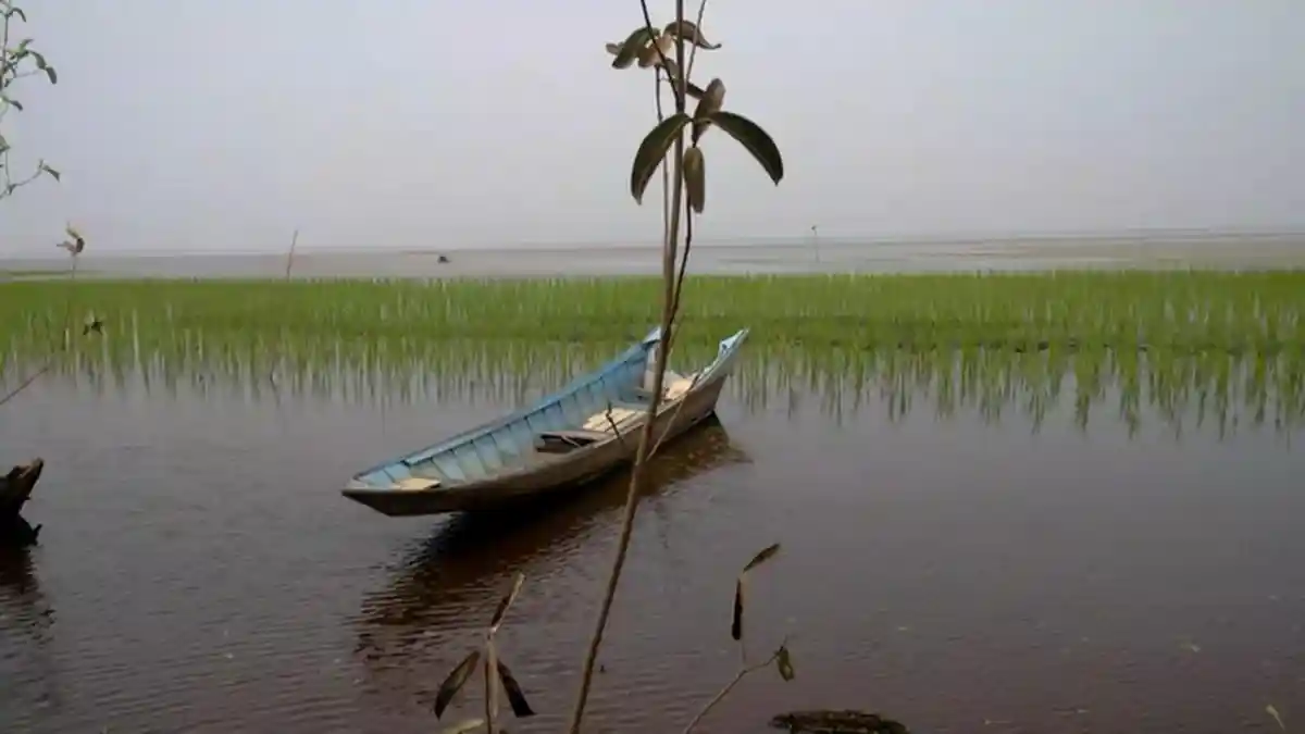 VIDEO – Sawah di Tengah Danau Hanya Ada Kabupaten Ini