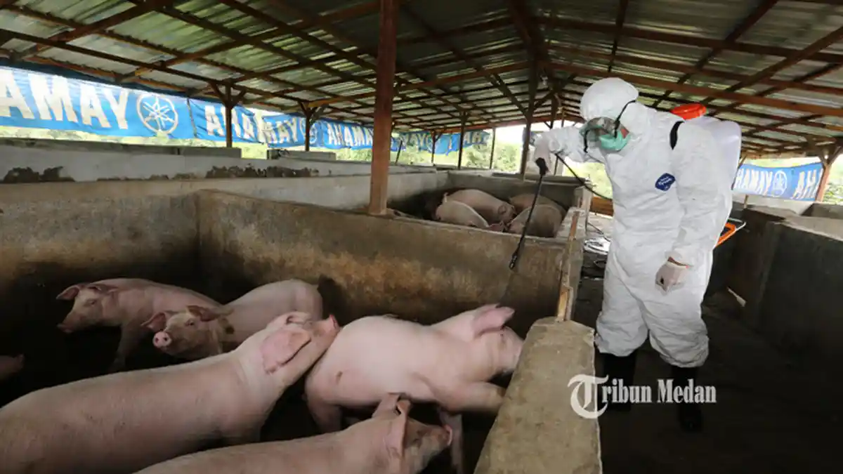 Diserang Flu Babi Afrika, 469 Babi Mati di Ende, Gejala Awal Demam dan Gak Mau Makan