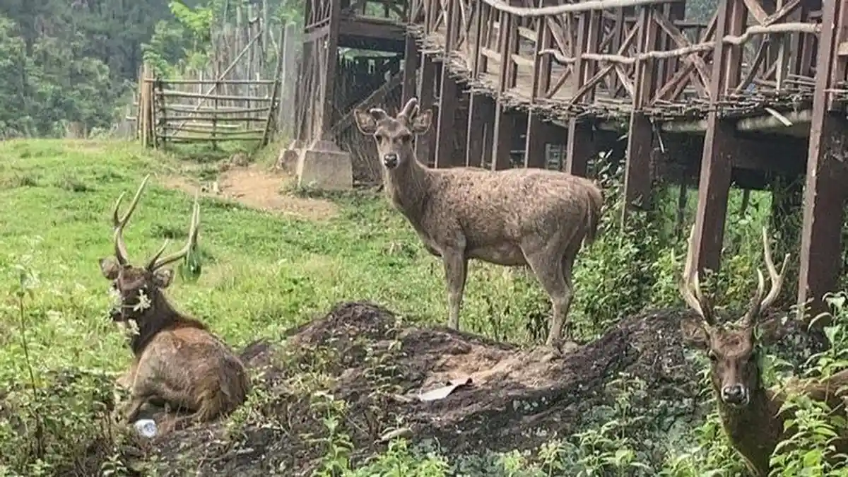 5 Rekomendasi Tempat Wisata yang Asyik di Jonggol Bogor, Ada Air Terjun hingga Penangkaran Rusa