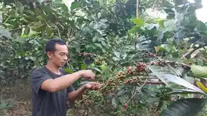 Petani-Kopi-Arbain-Panen-Kopi.jpg