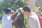 Pemeriksaan-fisik-terhadap-hewan-sapi-oleh-petugas-medikvet-Jembrana-belum-lama-ini.jpg