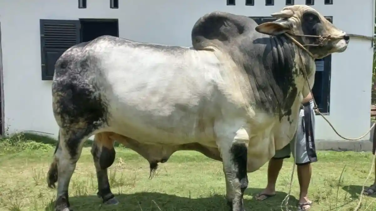Cara Efektif Robohkan Sapi untuk Kurban: Hanya 30 Detik, pakai Teknik ...