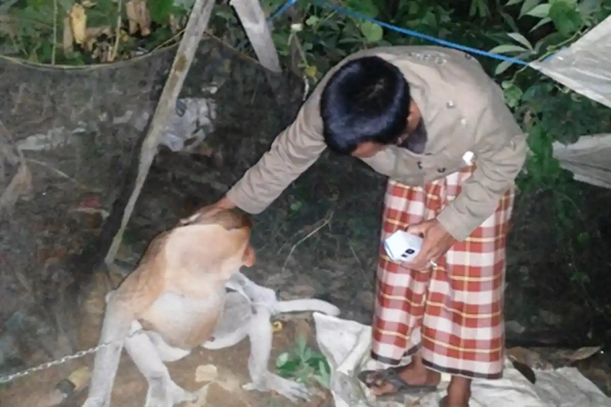 Bekantan Tangkapan Warga Dibawa BKSDA