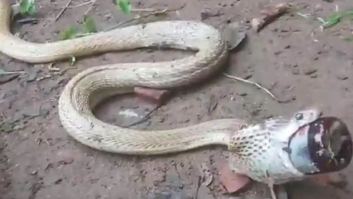 Video Viral Ular Kobra Telan Botol Obat Batuk Sirup