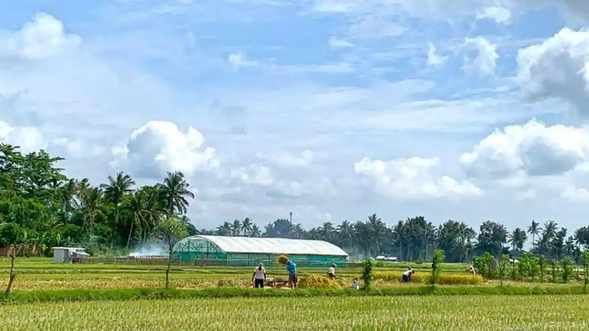 Ada Pergeseran Musim Tanam Padi di Lombok Timur, Dinas Pertanian Jelaskan Penyebabnya