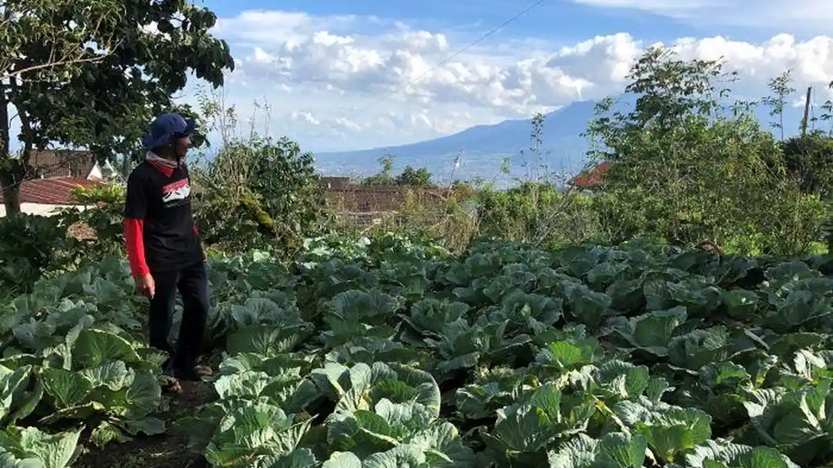 Petani Apel Di Batu Mulai Tinggalkan Apel Beralih Ke Jeruk Dan Sayur ...