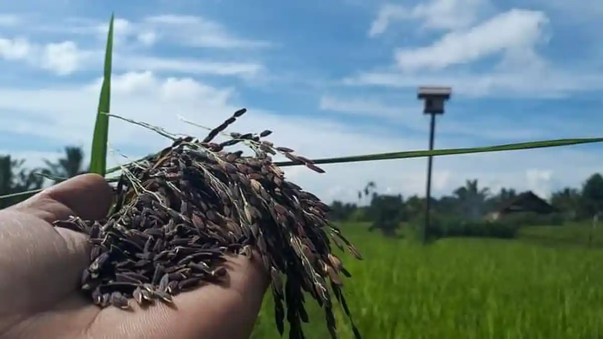 Diharapkan Tembus Pasar Internasional, Petani Tabanan Terus Kembangkan Beras Hitam 