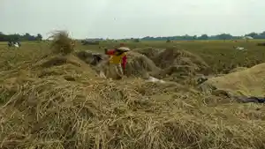 panen-di-musim-kemarau-kabupaten-cirebon.jpg