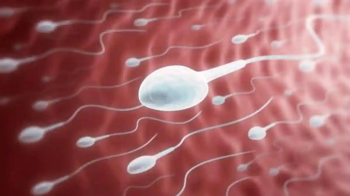 Toge Meningkatkan Sperma, Mitos Atau Fakta?