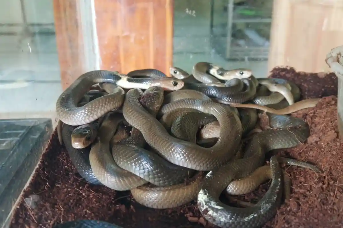 31 Ekor Anak Kobra Jawa Bersarang di Masjid At-Taqwa Mojolaban Sukoharjo, Ini Penampakannya
