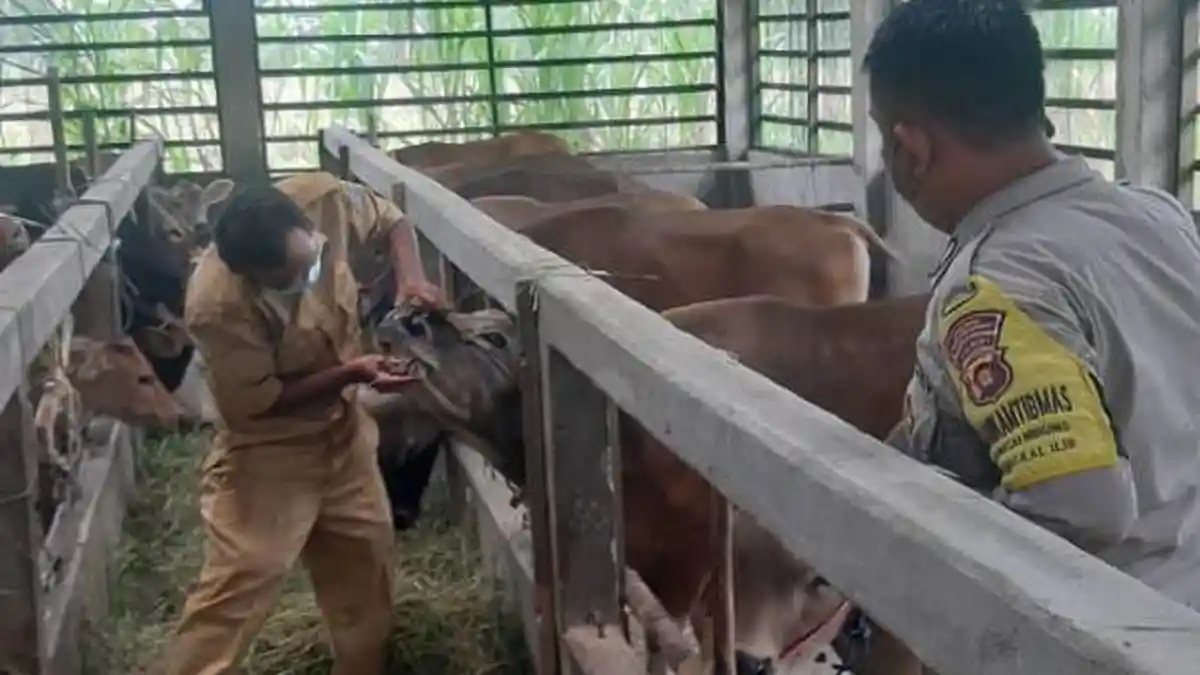 Disbunnak Tanjabbar Pastikan Stok Hewan Kurban untuk Idul Adha Aman