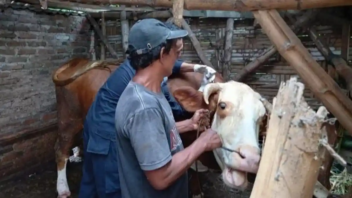 Wabah Penyakit Mulut dan Kuku Merebak pada 18 Kecamatan di Mojokerto, Total Sebanyak 357 Kasus