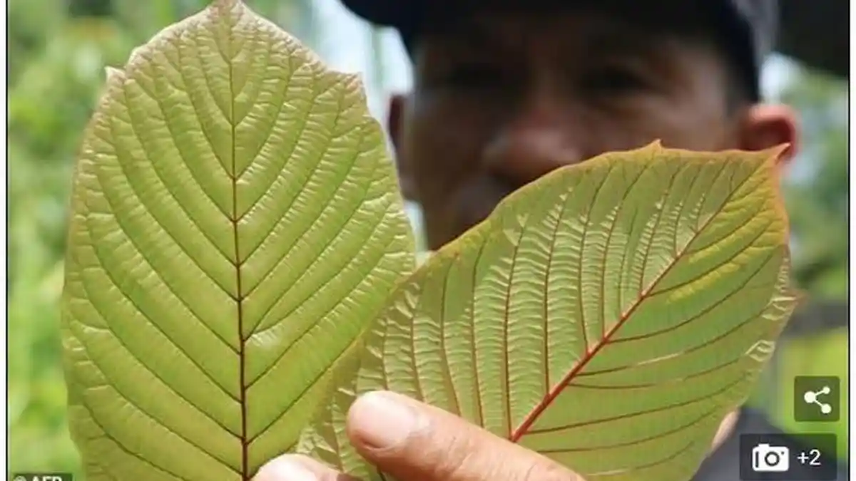 Lebih Berbahaya dari Kokain dan Ganja, BNN Usulkan Daun Kratom Masuk Daftar Narkotika